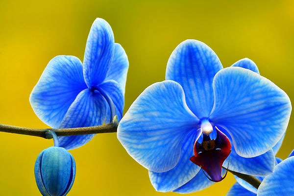 Tử vi ngày 5/2/2024: Tuổi Thìn tài lộc tăng tiến, tuổi Sửu tạo dựng quyền uy-1