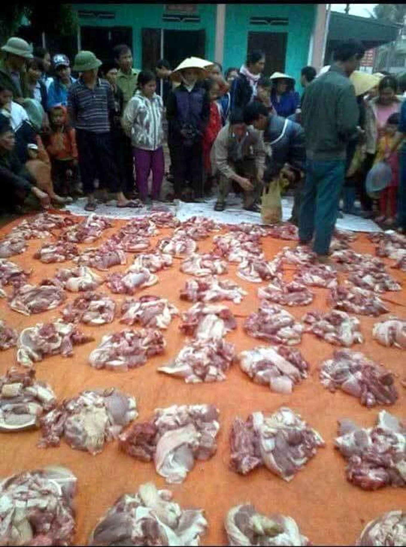 Đụng lợn ăn Tết-1