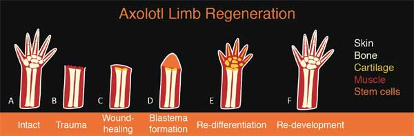 Loài vật có siêu năng lực mà con người thèm khát-3