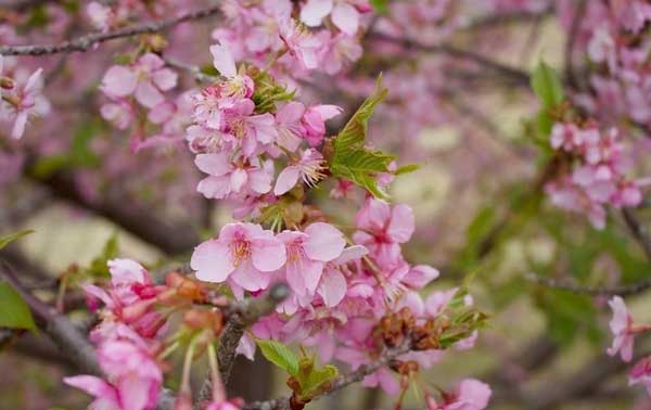 Lộc lá chạm đỉnh: 4 con giáp năm Giáp Thìn 2024 vượt mọi khó khăn, thăng chức, tăng lương-2