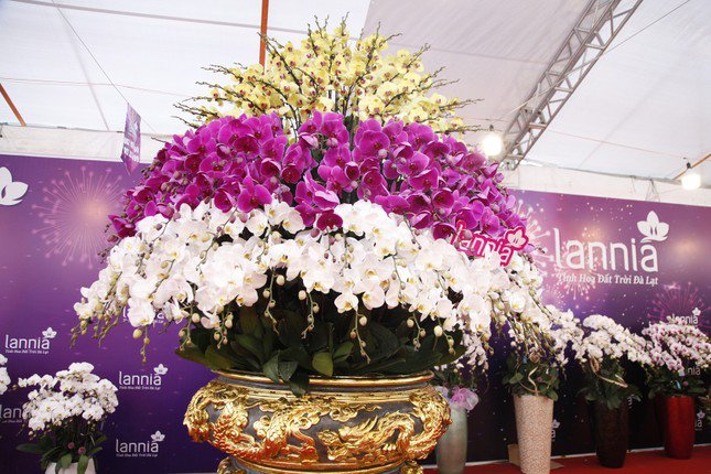 Chậu hoa lan dát vàng giá hơn 1,6 tỷ đồng ở Bắc Giang đã có khách hỏi mua-2
