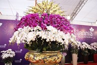 Chậu hoa lan dát vàng giá hơn 1,6 tỷ đồng ở Bắc Giang đã có khách hỏi mua