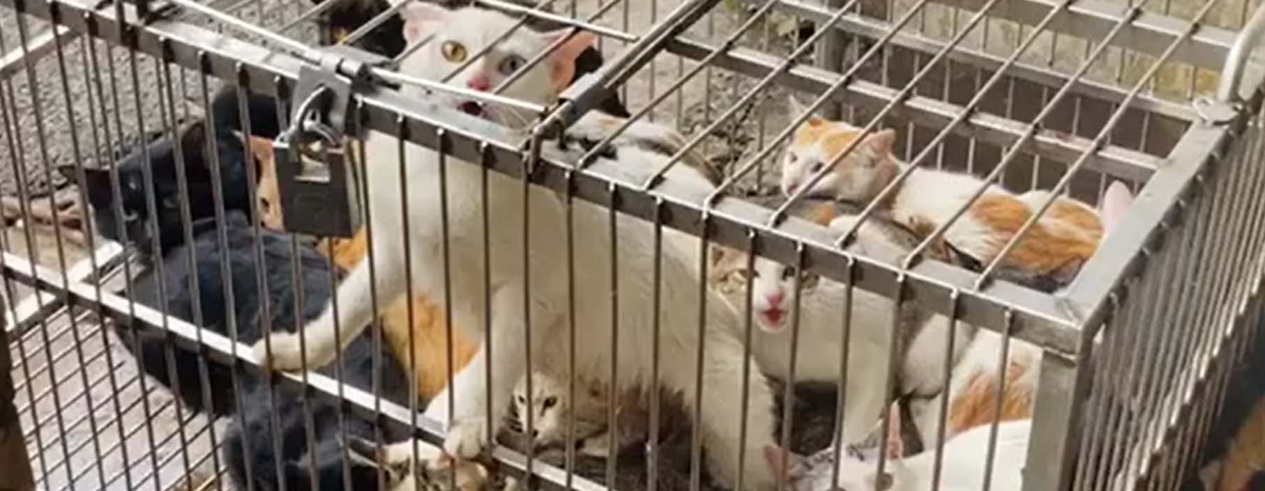 Trộm thú cưng hoành hành ở Hà Nội: Mòn mỏi tìm thú cưng-2