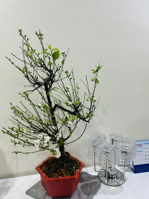 Vợ kém 15 tuổi trang hoàng nhà cửa cùng NSND Công Lý đón Tết-7