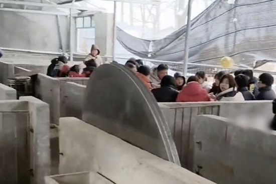 Tuyết rơi quá dày, tiệc cưới được tổ chức trong chuồng lợn