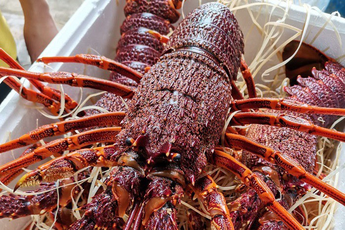 Đổ bộ chợ Tết, tôm hùm Úc cao cấp giá rẻ hiếm có-1