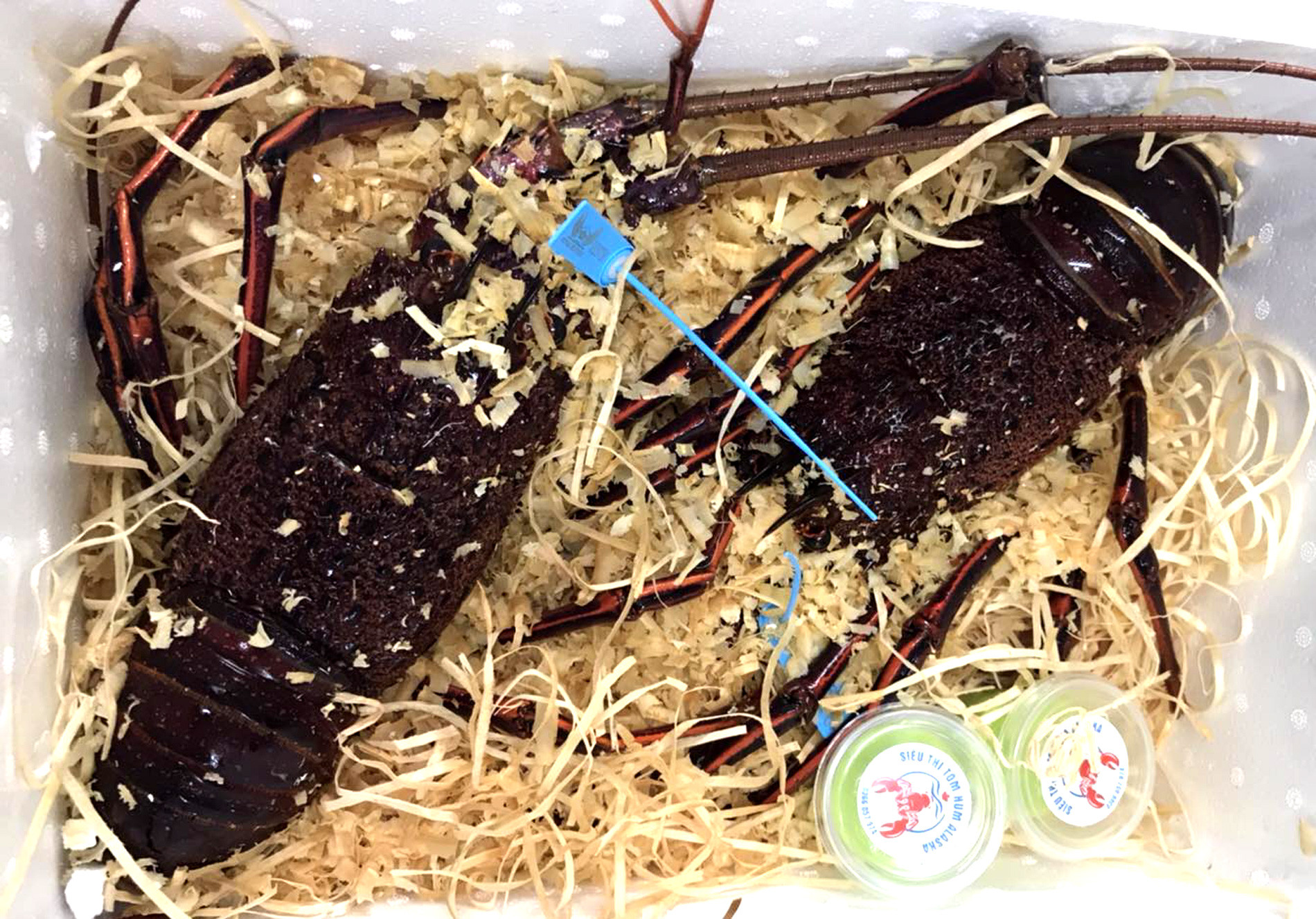 Đổ bộ chợ Tết, tôm hùm Úc cao cấp giá rẻ hiếm có-2