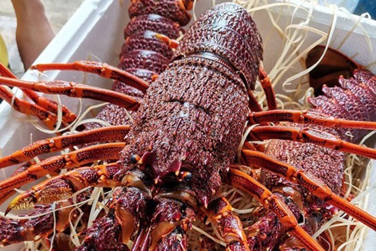 Đổ bộ chợ Tết, tôm hùm Úc cao cấp giá rẻ hiếm có