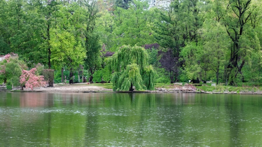 Các cụ dặn: Trước nhà có 4 cây này chặt ngay kẻo năm mới xui rủi, làm ăn khó khăn, tiền tài hao tổn-3