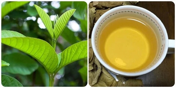 Uống nước lá ổi có tác dụng gì với sức khoẻ?-1