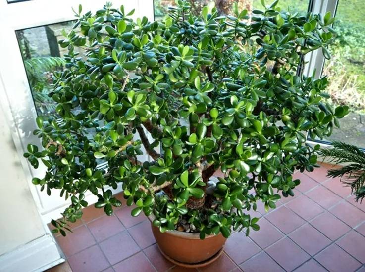 Tết Giáp Thìn, bày 5 cây cảnh may mắn trong nhà để chiêu lộc, sinh tài cho gia đình-1