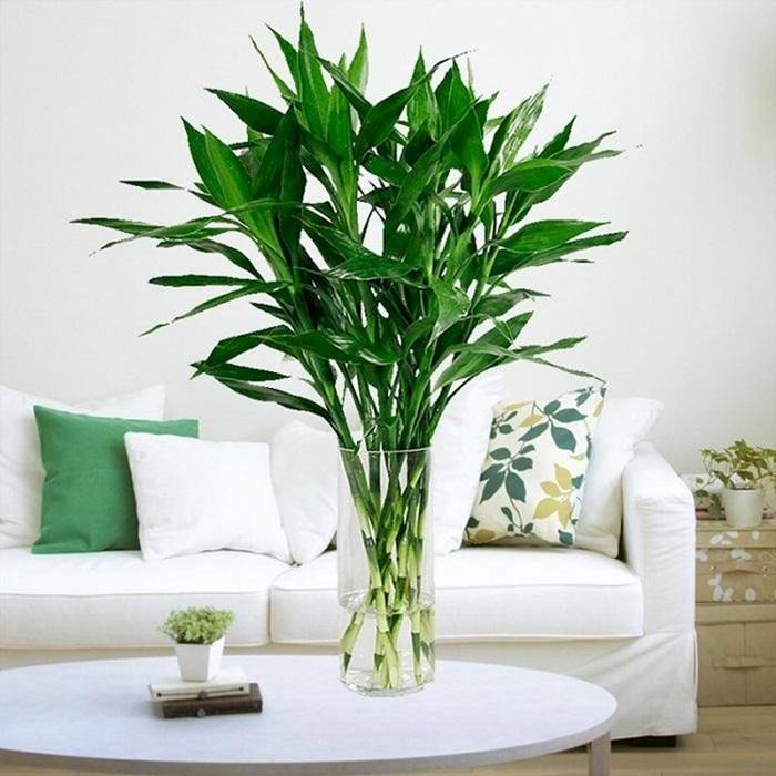 Tết Giáp Thìn, bày 5 cây cảnh may mắn trong nhà để chiêu lộc, sinh tài cho gia đình-7