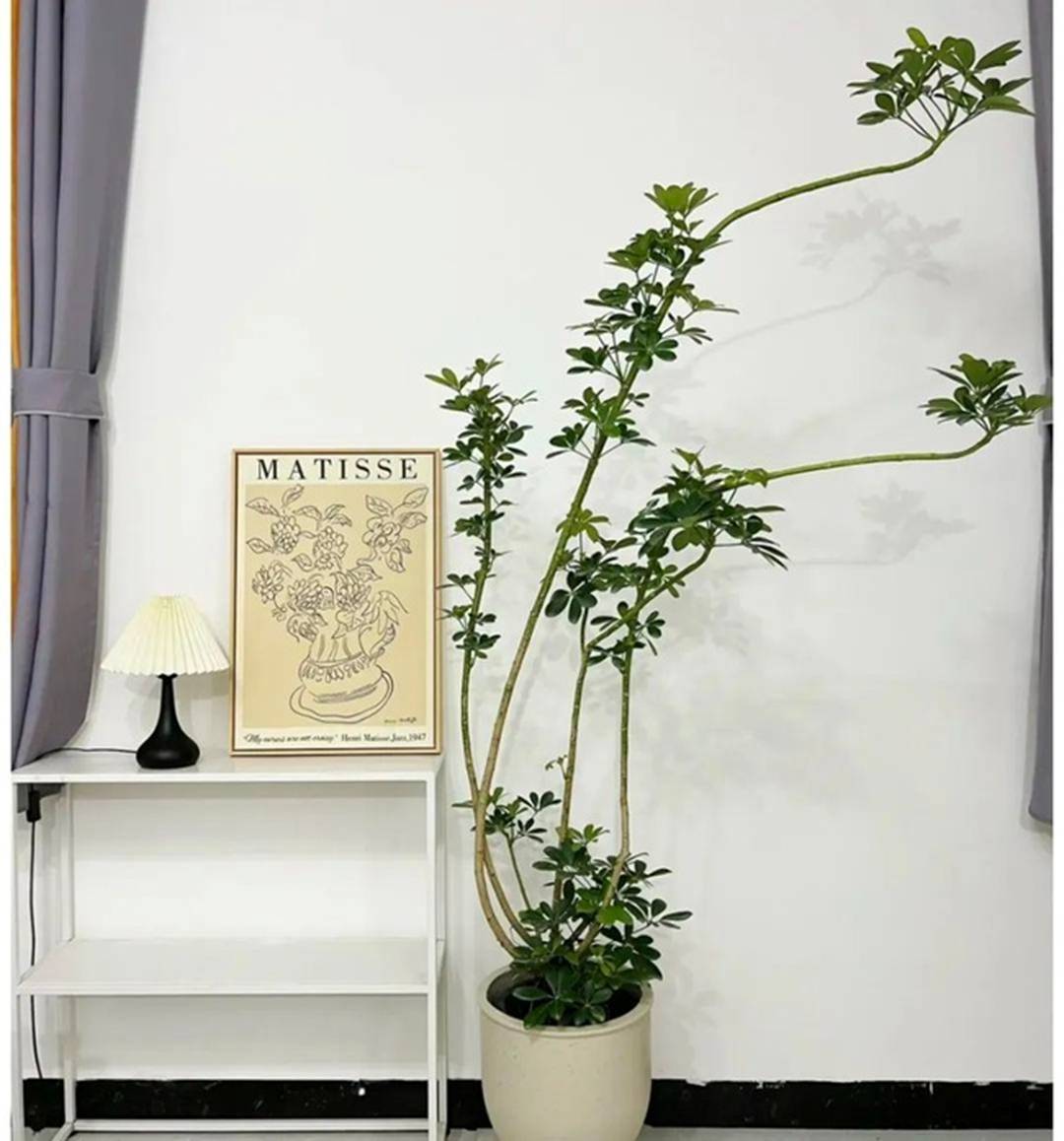 Tết Giáp Thìn, bày 5 cây cảnh may mắn trong nhà để chiêu lộc, sinh tài cho gia đình-9