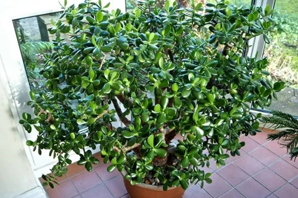 Tổ tiên truyền lại: Trước Tết, nhà ai có dấu hiệu này chứng tỏ Thần Tài chỉ điểm năm mới giàu có phát tài-5