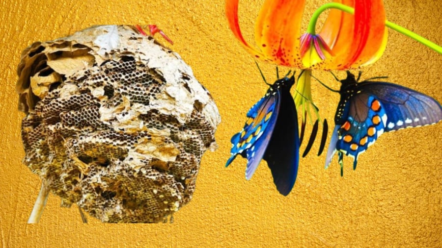 Tổ tiên truyền lại: Trước Tết, nhà ai có dấu hiệu này chứng tỏ Thần Tài chỉ điểm năm mới giàu có phát tài-3