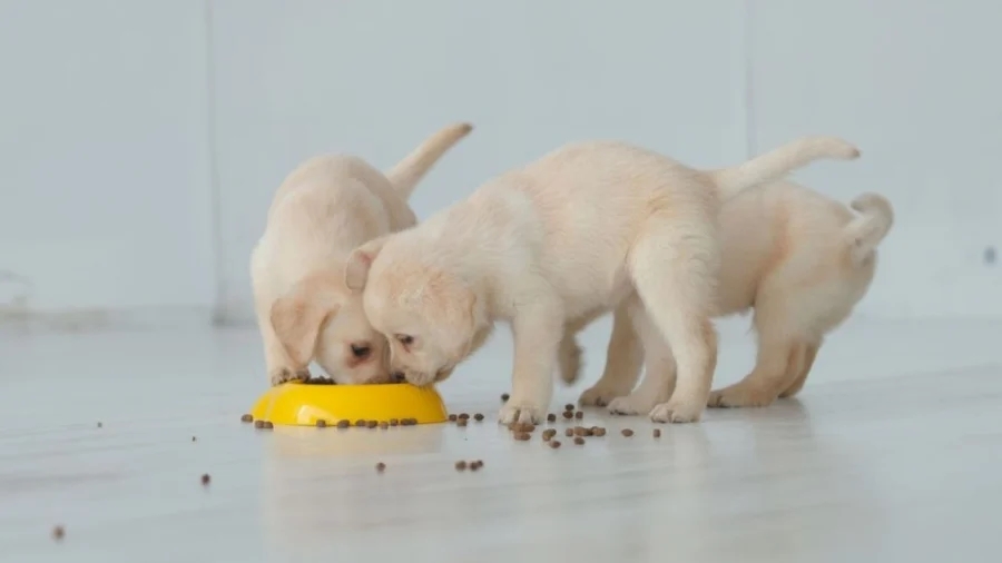 Tổ tiên truyền lại: Trước Tết, nhà ai có dấu hiệu này chứng tỏ Thần Tài chỉ điểm năm mới giàu có phát tài-4