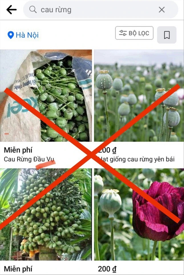 Công khai rao bán quả thuốc phiện-1