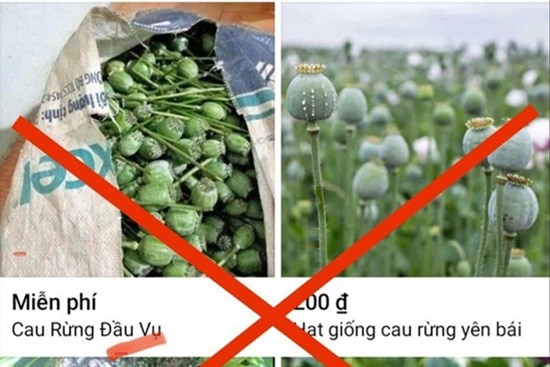 Công khai rao bán quả thuốc phiện