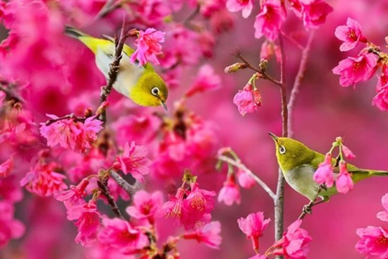 Chim én mang tin vui: Năm Giáp Thìn 2024, 3 con giáp xoay chuyển vận mệnh, lộc lá, tiền của đầy nhà