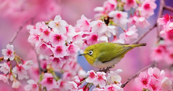 Chim én mang tin vui: Năm Giáp Thìn 2024, 3 con giáp xoay chuyển vận mệnh, lộc lá, tiền của đầy nhà-3