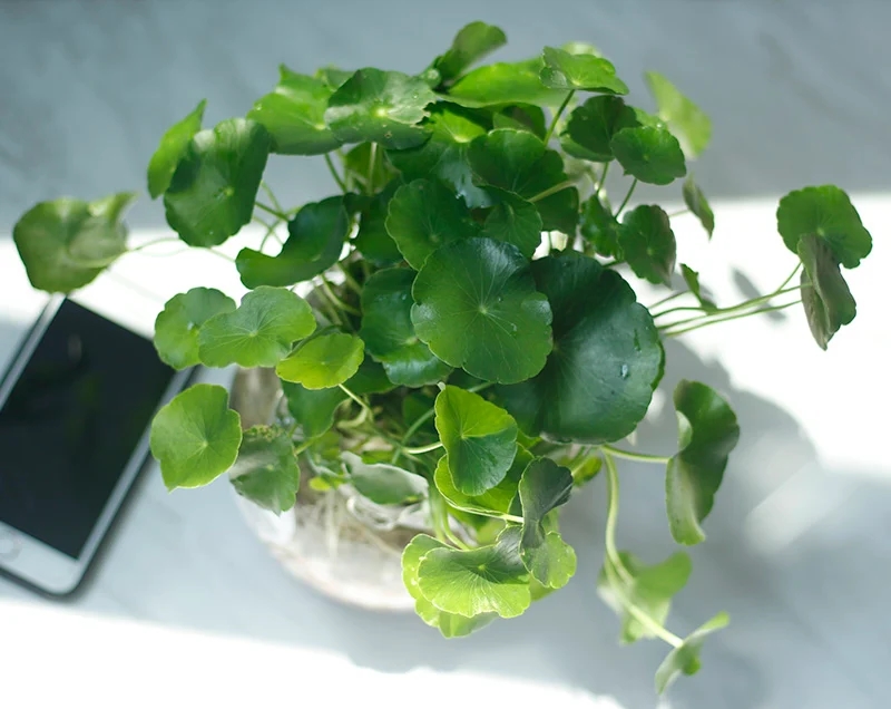 Trải thảm đón Thần Tài: 3 cây cảnh nên trồng dịp Tết Nguyên đán 2024 để hốt” vàng bạc vào nhà-2