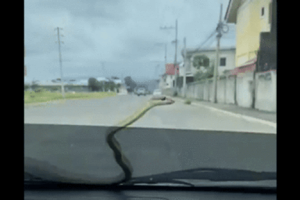 Mở nắp bồn cầu, người đàn ông sợ hãi khi thấy rắn quằn quại bên trong-1