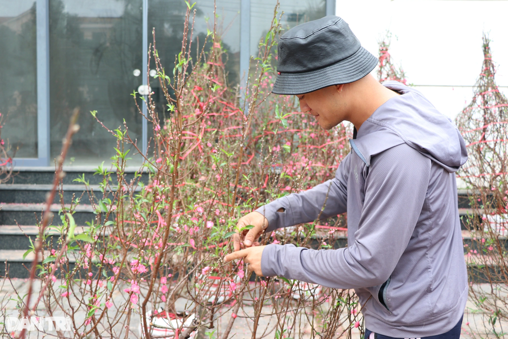 Nghệ An: Vắng bóng khách mua, người bán đào treo biển xả lỗ-3