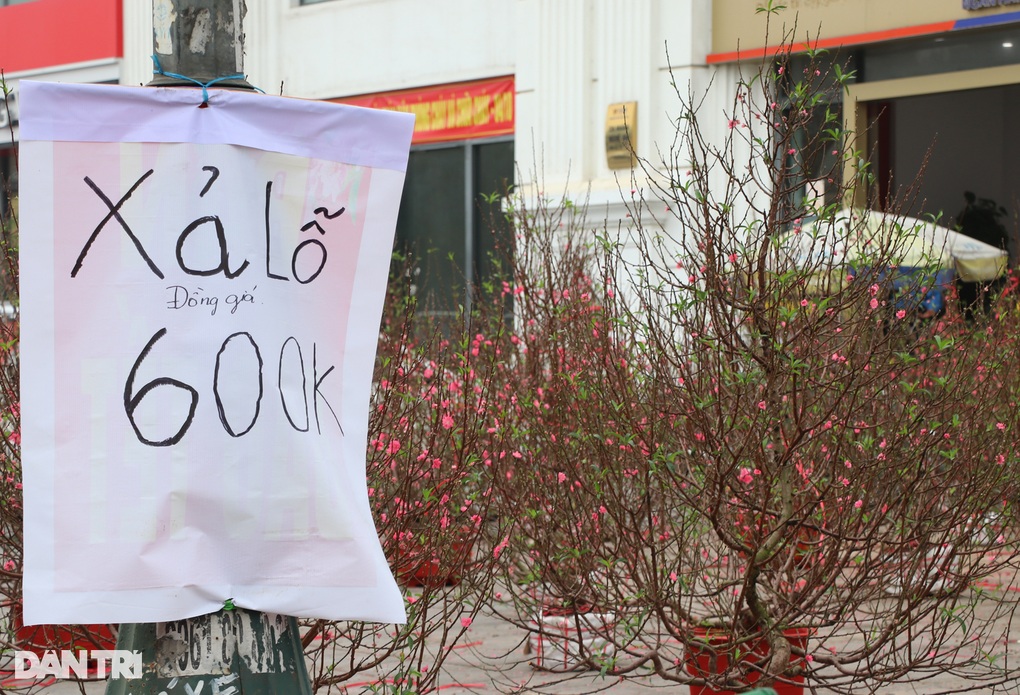 Nghệ An: Vắng bóng khách mua, người bán đào treo biển xả lỗ-2