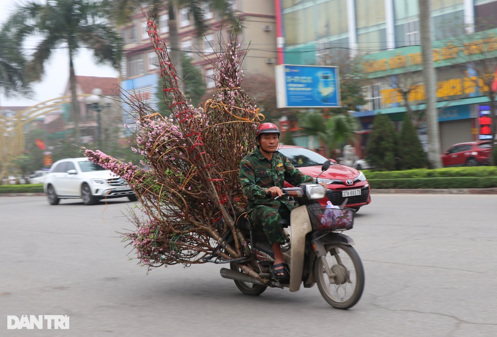 Nghệ An: Vắng bóng khách mua, người bán đào treo biển xả lỗ-5