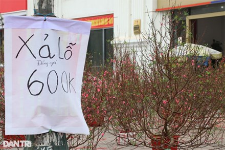 Nghệ An: Vắng bóng khách mua, người bán đào treo biển 