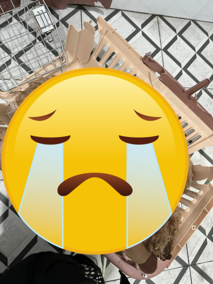 Vụ cún cưng của Châu Bùi mất khi bay ra Hà Nội: Chị ruột bức xúc lên tiếng, dịch vụ vận chuyển né tránh, khoá Fanpage-5