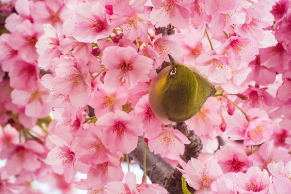 Tết Giáp Thìn, 5 con giáp được gió xuân mang may mắn, đón phước lành chưa từng có trong năm mới-5
