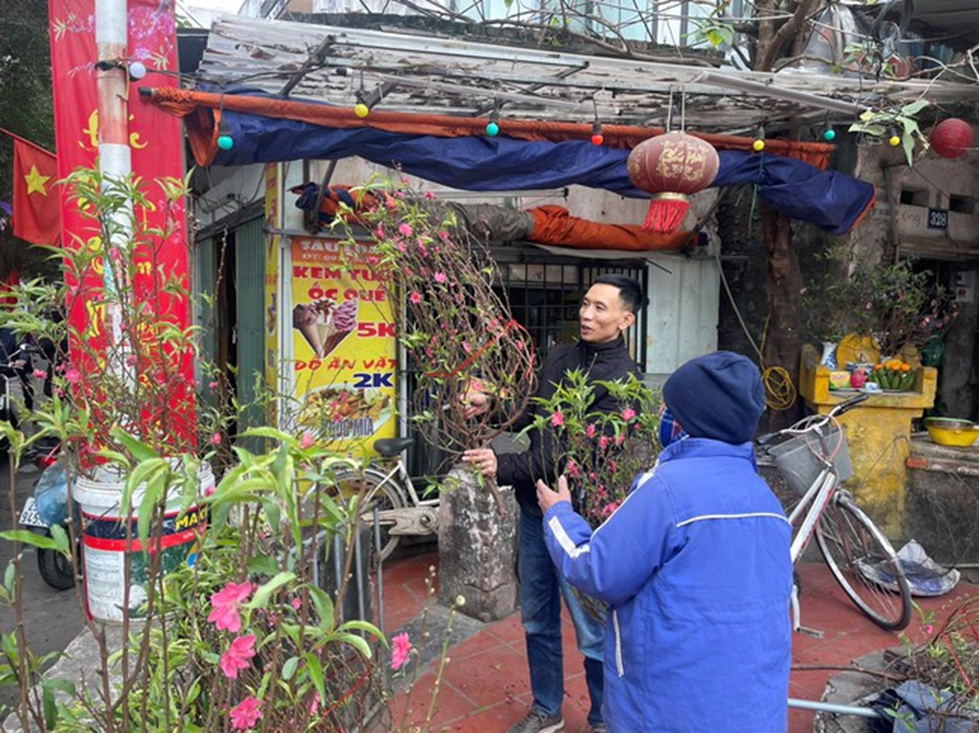 Ngày 30 Tết, giá đào Tết 2024 ổn định, giá quất giảm mạnh mong về bờ-1