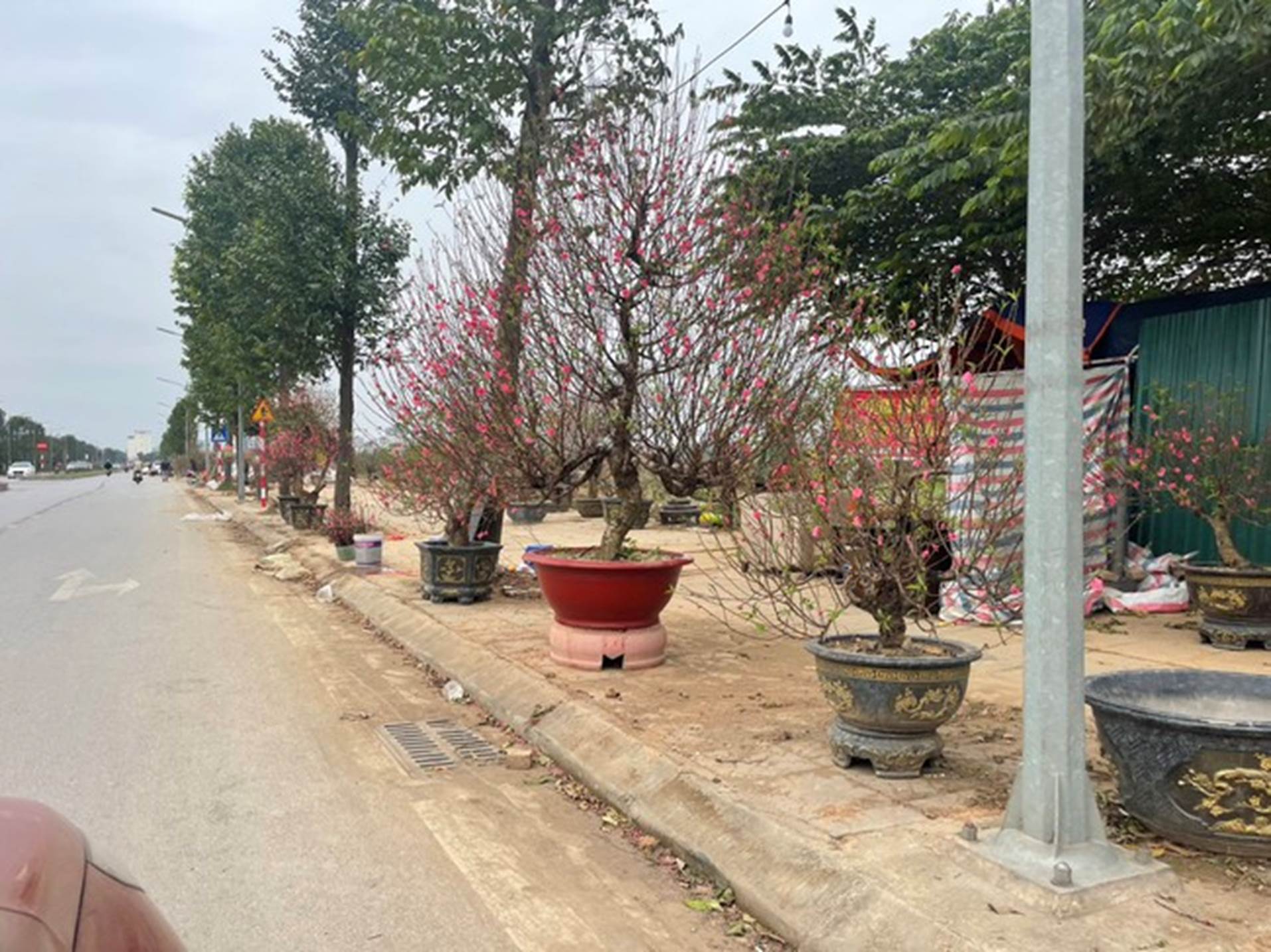 Ngày 30 Tết, giá đào Tết 2024 ổn định, giá quất giảm mạnh mong về bờ-2