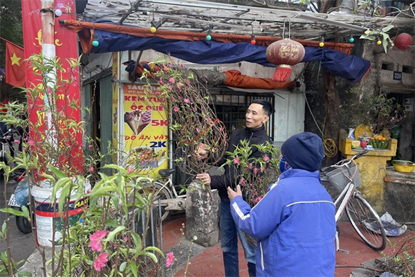 Giá đào Tết tăng, hoa lười nở khiến chủ vườn Nhật Tân mất ăn mất ngủ-3