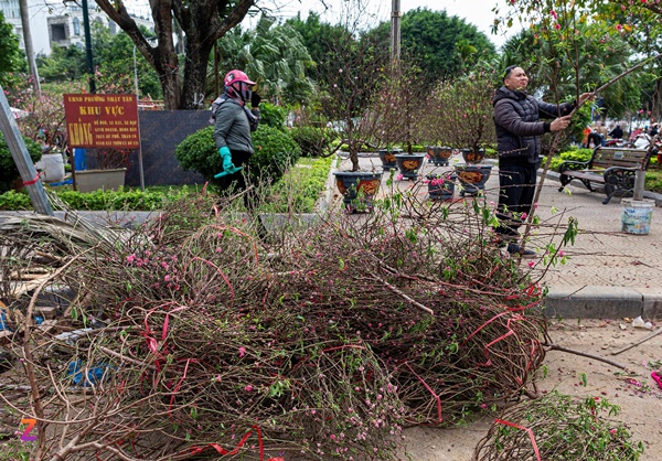 Xe rác gom cả tấn đào ế đem vứt bỏ ngày 30 Tết-5