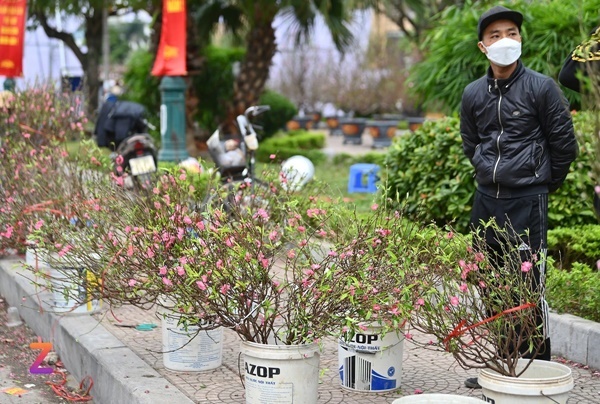 Xe rác gom cả tấn đào ế đem vứt bỏ ngày 30 Tết-2