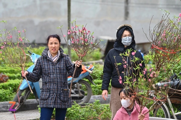 Xe rác gom cả tấn đào ế đem vứt bỏ ngày 30 Tết-3