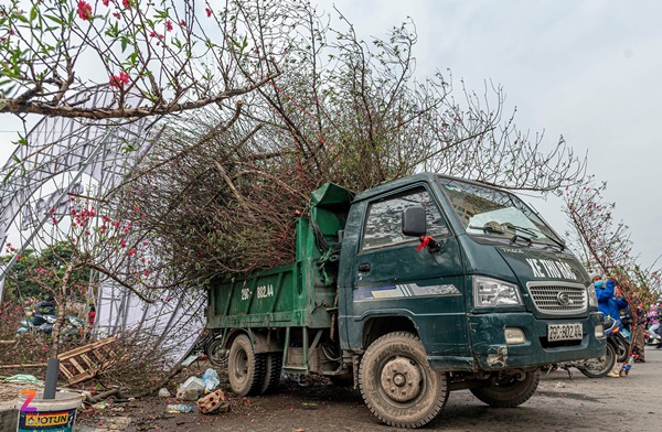 Xe rác gom cả tấn đào ế đem vứt bỏ ngày 30 Tết-7