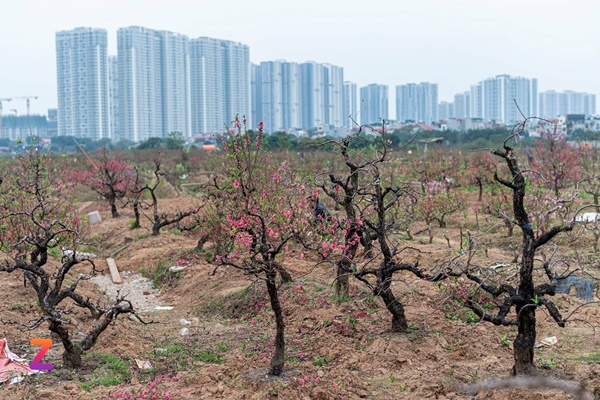 Xe rác gom cả tấn đào ế đem vứt bỏ ngày 30 Tết-11