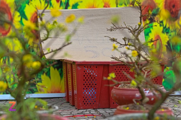 Xe rác gom cả tấn đào ế đem vứt bỏ ngày 30 Tết-9