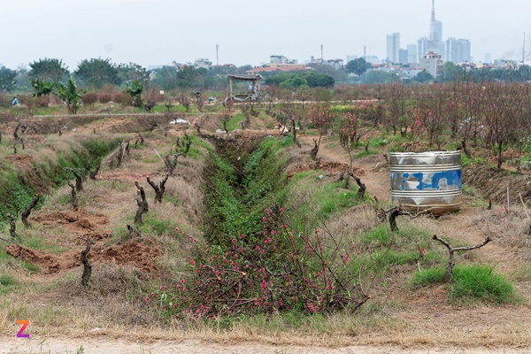 Xe rác gom cả tấn đào ế đem vứt bỏ ngày 30 Tết-12