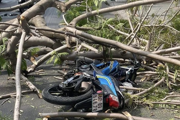 Giải cứu cô gái bị cây phượng bật gốc đè ngất xỉu chiều 30 Tết-1
