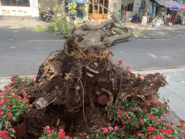 Giải cứu cô gái bị cây phượng bật gốc đè ngất xỉu chiều 30 Tết-2