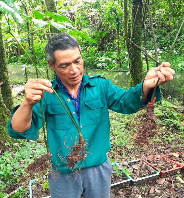 Cả làng đi trồng quốc bảo, nhổ 2kg củ đem bán thu về nửa tỷ đồng-2