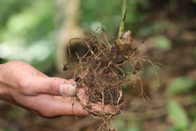 Cả làng đi trồng quốc bảo, nhổ 2kg củ đem bán thu về nửa tỷ đồng-1