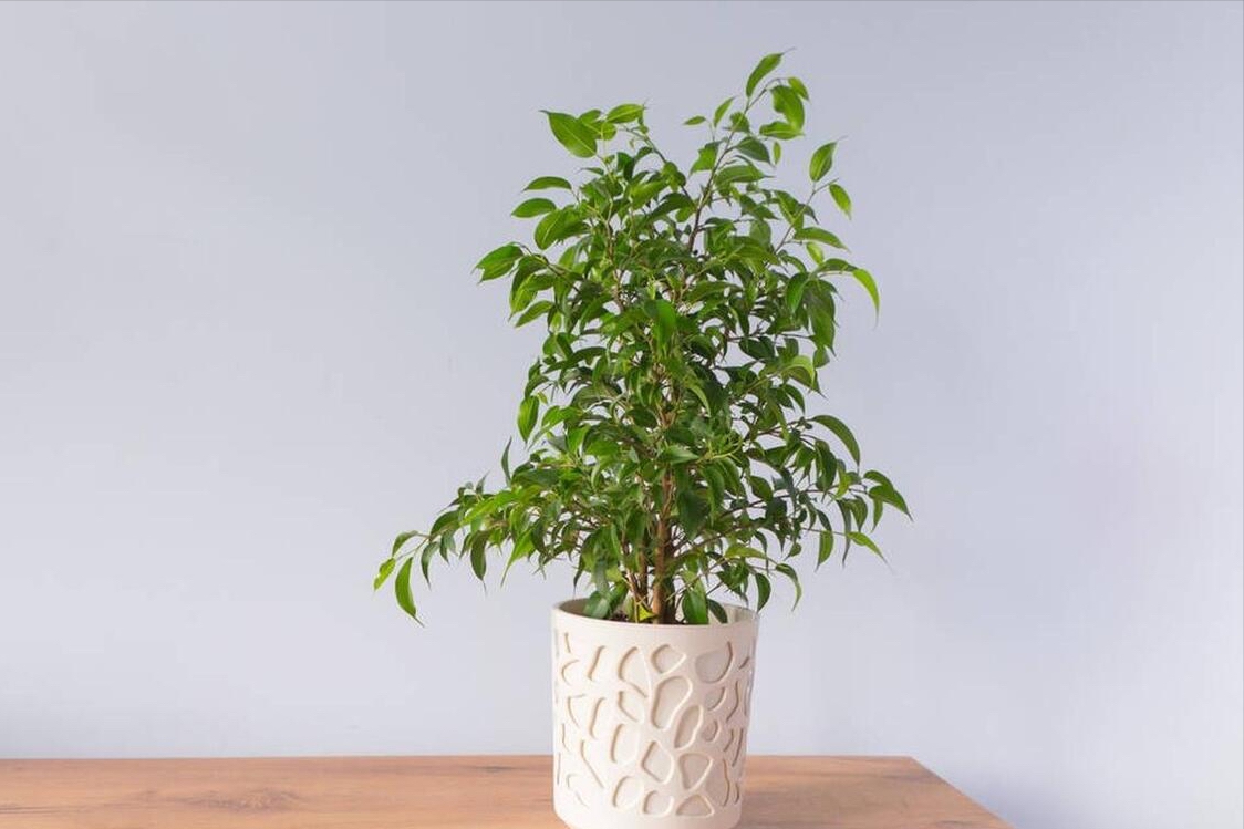 Muốn cả năm may mắn, phúc lộc gõ cửa, hãy lưu ý điều này cho không gian sống của mình-7