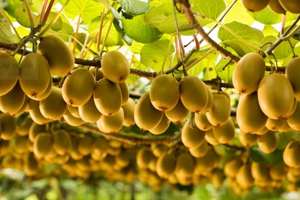 Thức quả thơm ngọt nhưng giúp kiểm soát đường huyết, đẩy lùi ung thư và nuôi dưỡng tim mạch: Nhật Bản bán giá cả triệu đồng, ở Việt Nam chỉ vài chục nghìn, rất sẵn-3