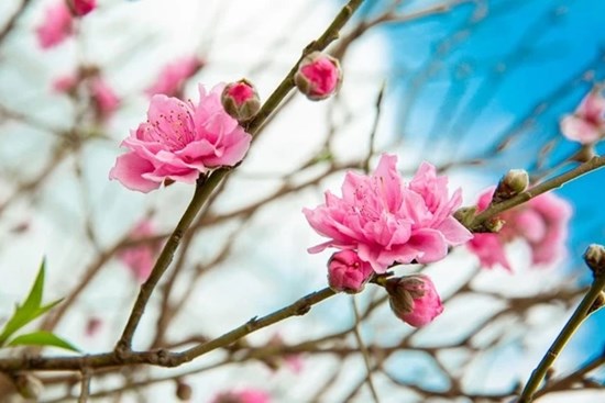 Thận khoẻ nhờ món ăn đơn giản dùng loại cây thường vứt đi sau Tết