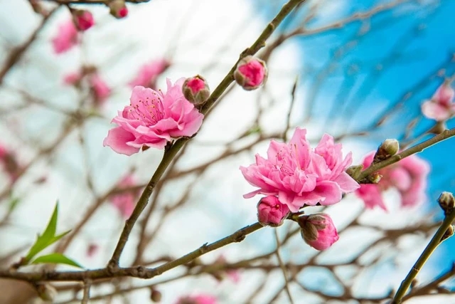 Thận khoẻ nhờ món ăn đơn giản dùng loại cây thường vứt đi sau Tết-1